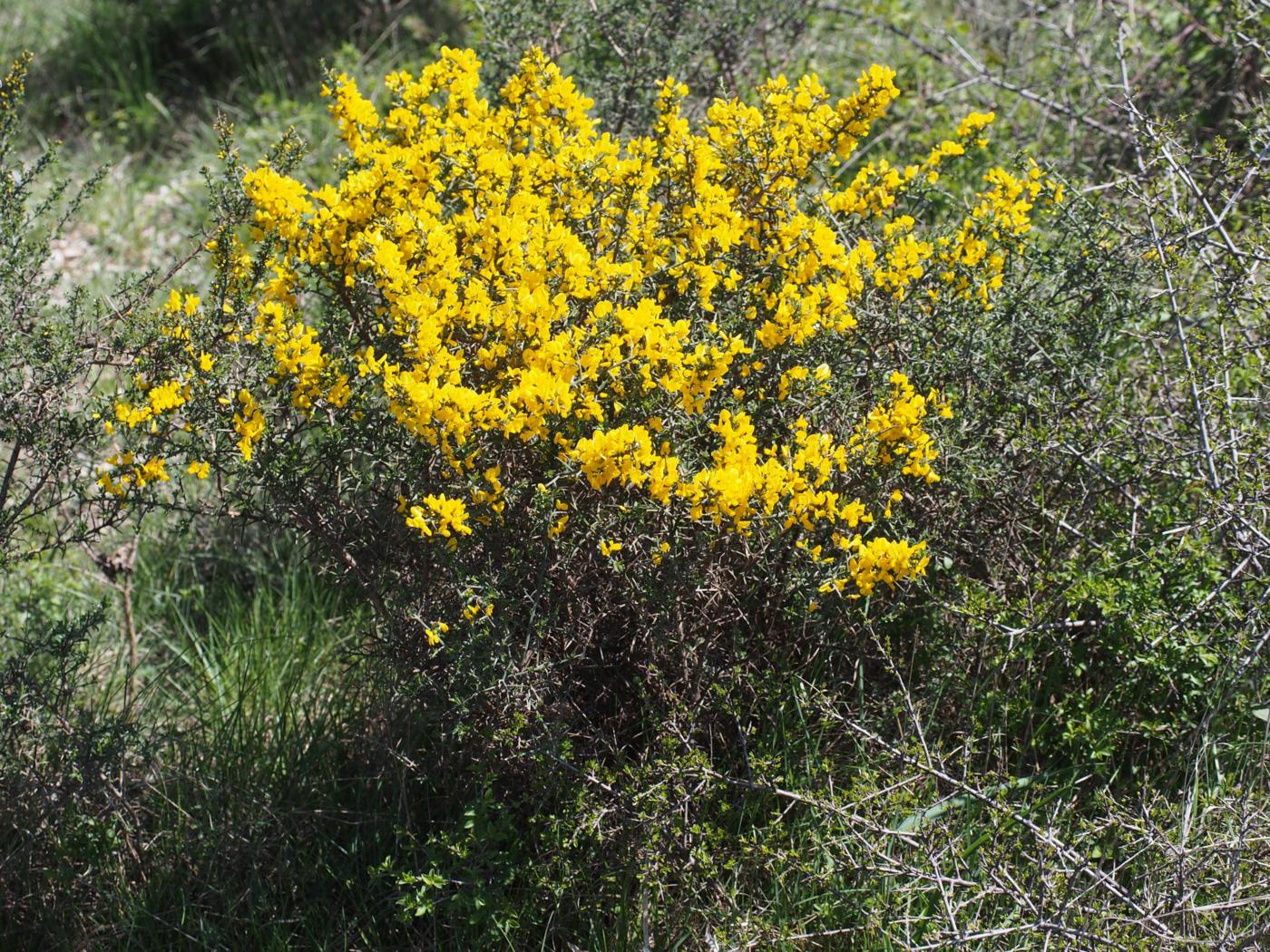 Greenweed, [Scorpion] plant